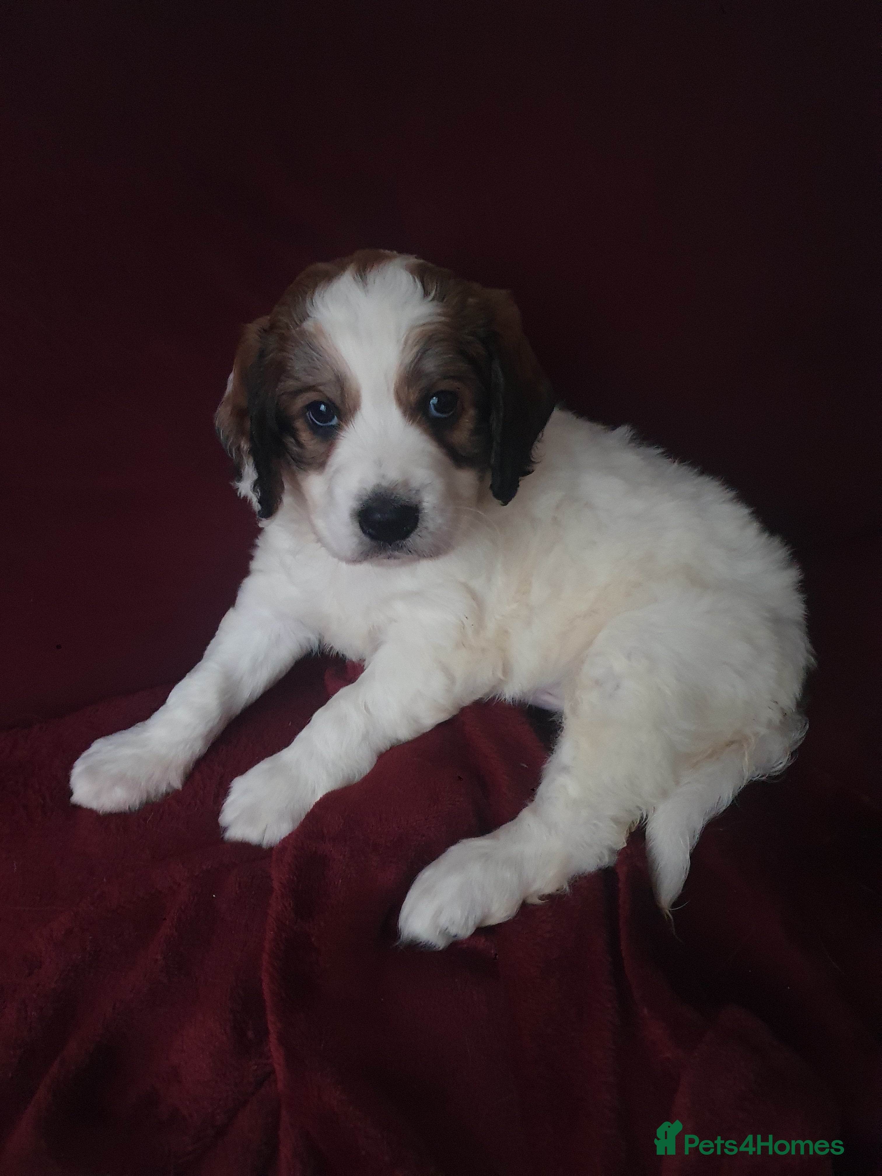 Mixed Breed dogs Gorgeous puppies for sale - Advert 1