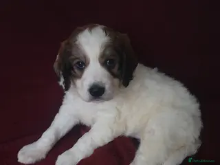 Mixed Breed dogs Gorgeous puppies for sale - Advert 1
