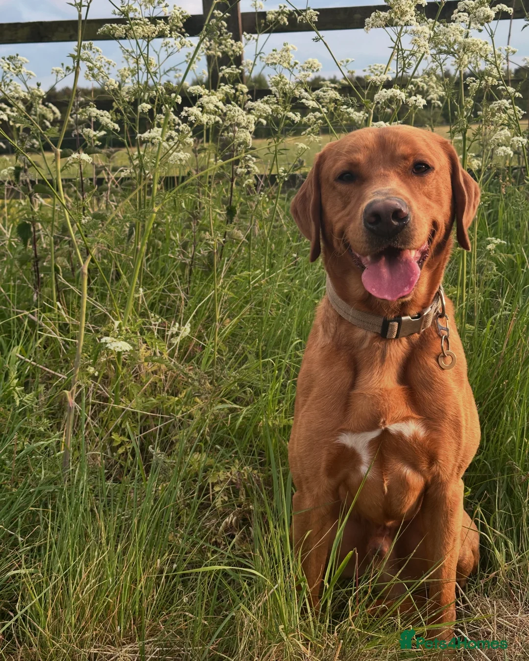 Labrador Retriever dogs for sale: Fox Red Pedigree Labrador Litter - Advert 11