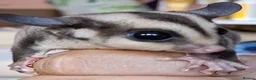 Sugar Glider rodents for sale: Male sugar glider - Advert 3