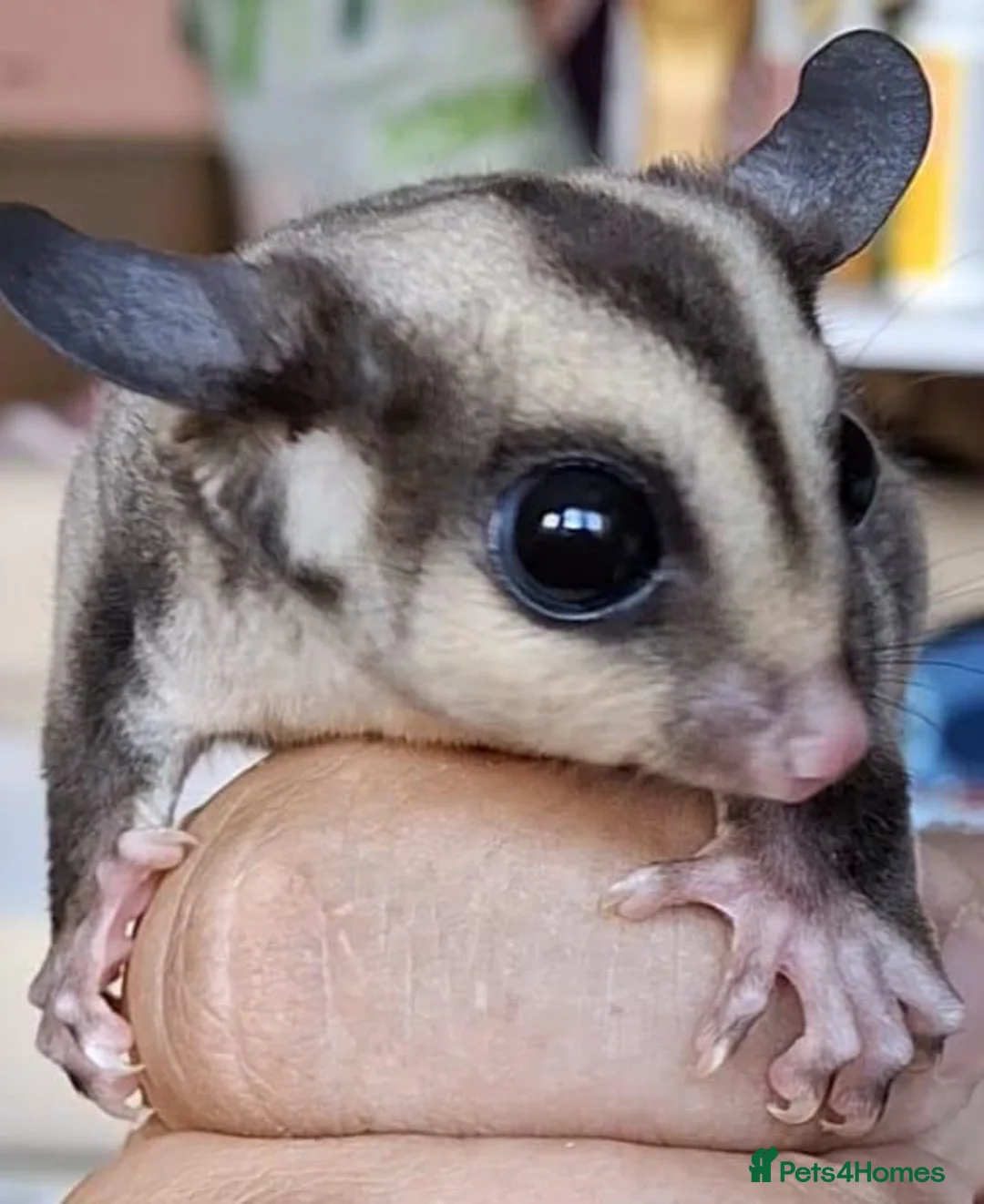 Sugar Glider rodents for sale: Male sugar glider - Advert 3