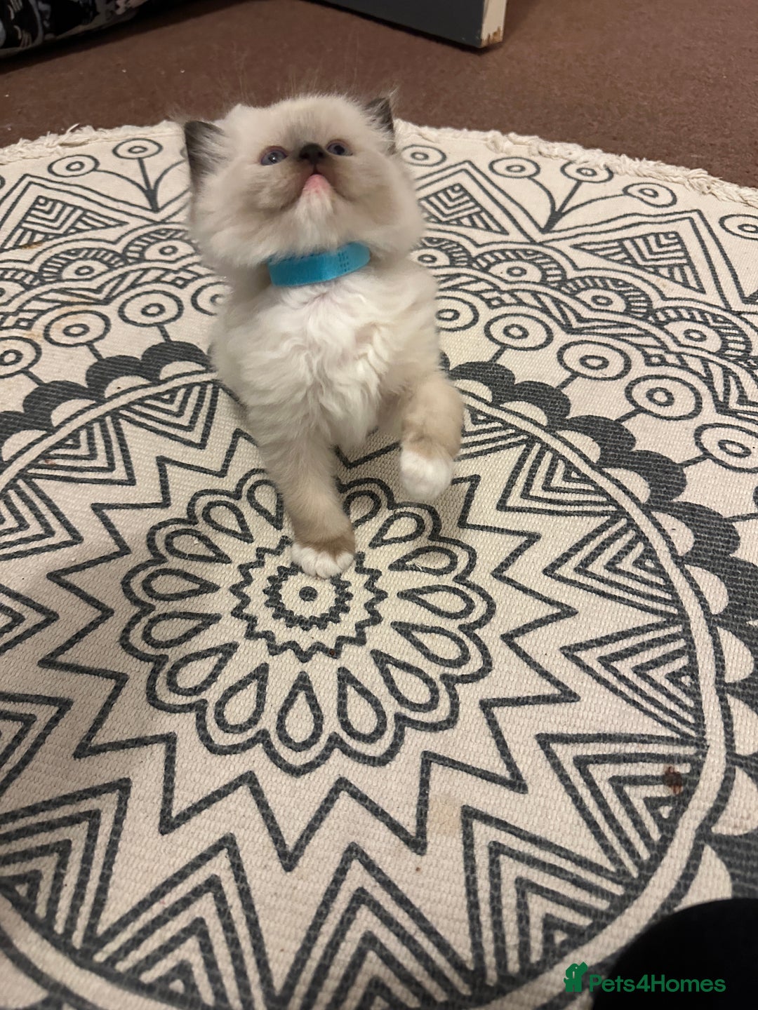 Ragdoll cats for sale: 🥰🥰🥰ONLY 2 left stunning beautiful babies 🥰🥰🥰 - Advert 6