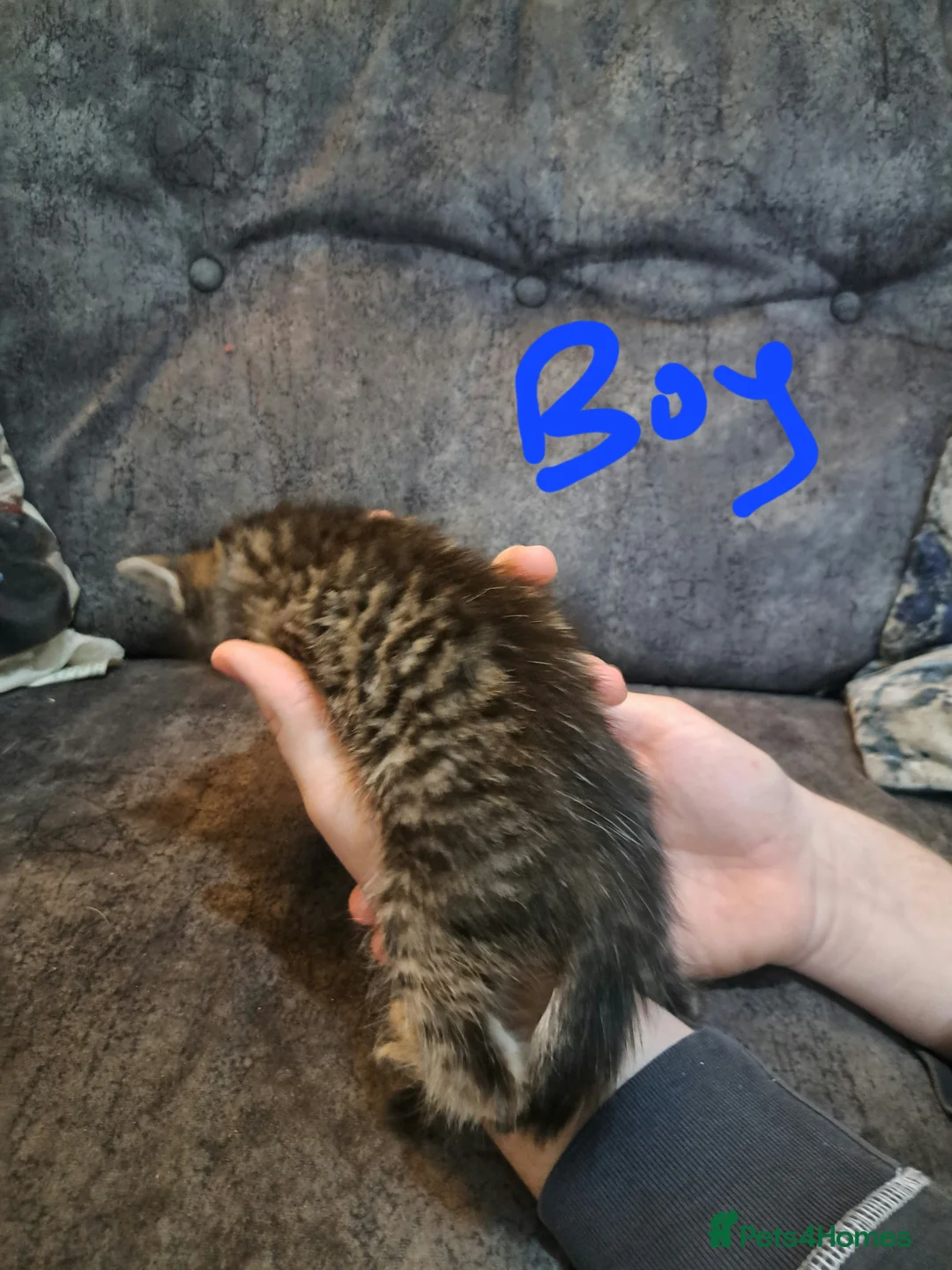 Ragdoll cats for sale: Stunning ragdoll cross tabby kittens  - Advert 10