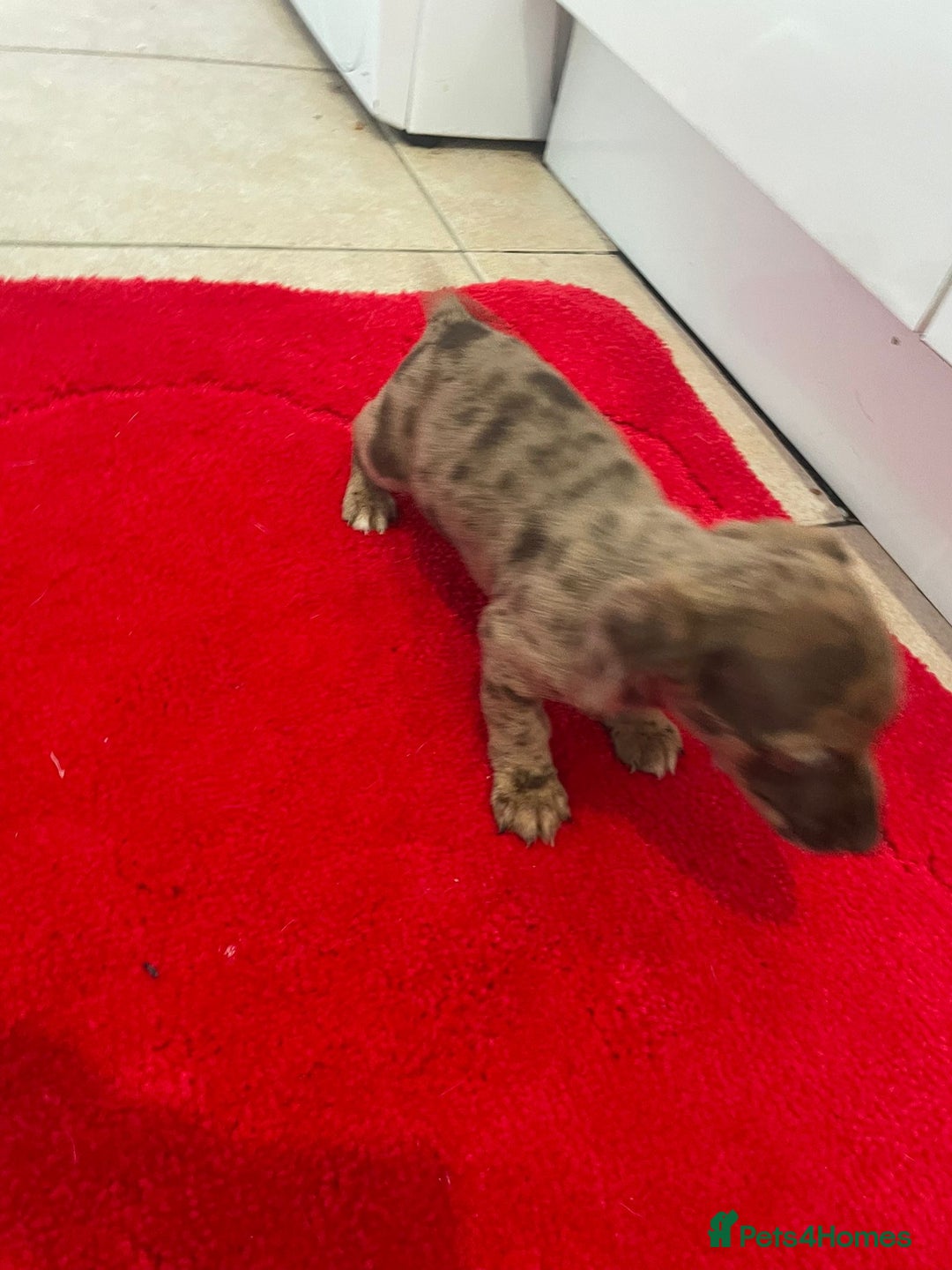 Mixed Breed dogs for sale: Dachshund x Jack Russel for sale - Advert 4
