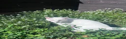 Domestic Shorthair cats for sale: Beautiful white adult female cat - Advert 2