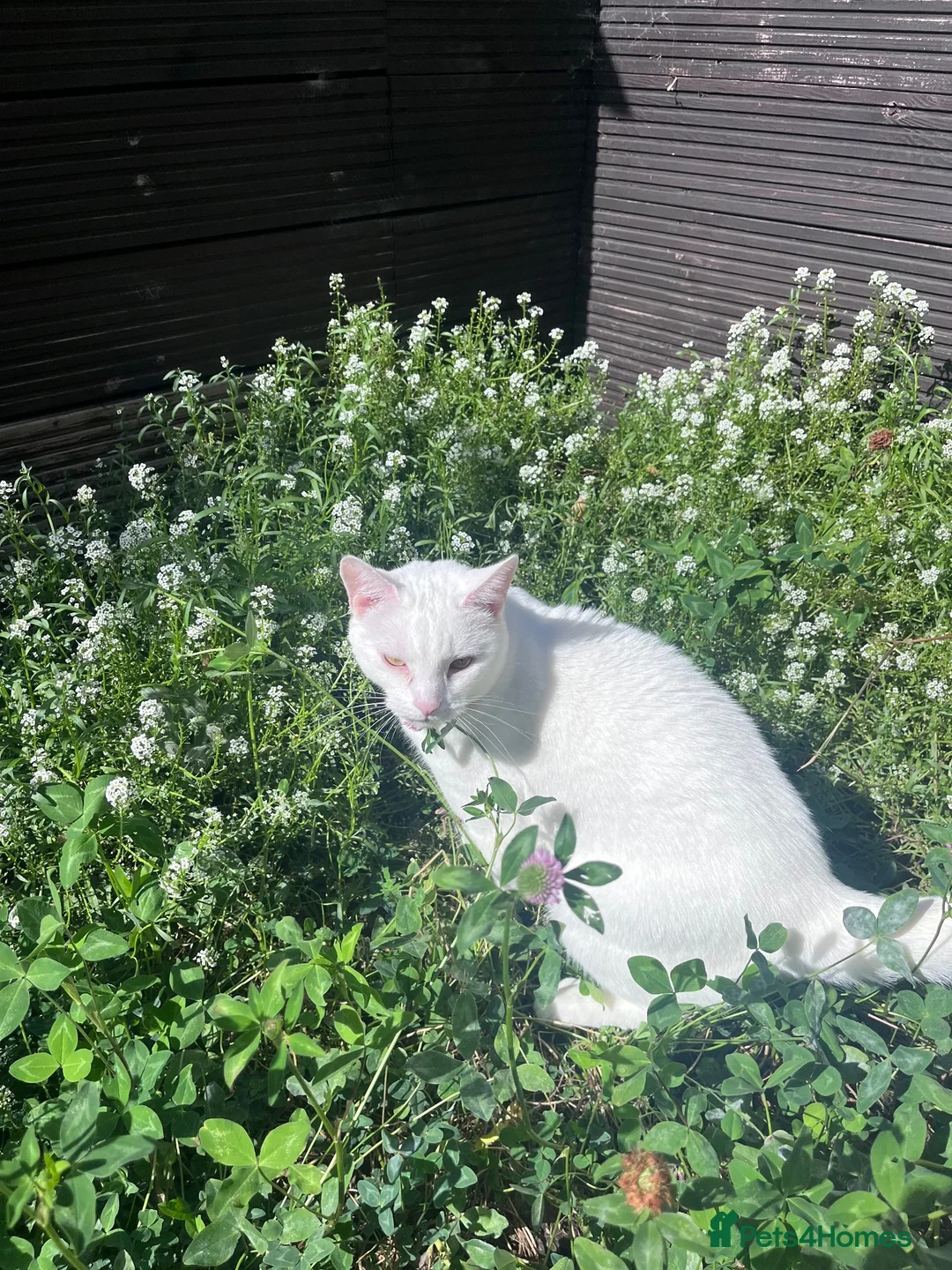 Domestic Shorthair cats for sale: Beautiful white adult female cat - Advert 2