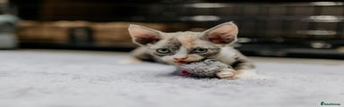 Devon Rex Tortie Kitten 