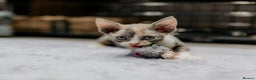 Devon Rex cats for sale: Adorable GCCF Registered DevonRex Kittens FOR SALE - Advert 30