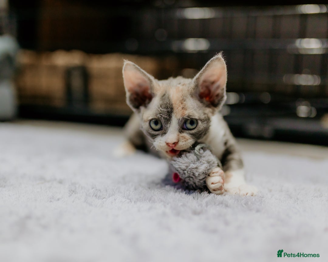 Devon Rex cats for sale: Adorable GCCF Registered DevonRex Kittens FOR SALE - Advert 30