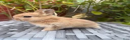 Netherland Dwarf rabbits for sale: Pure Netherland-Dwarf - Advert 1