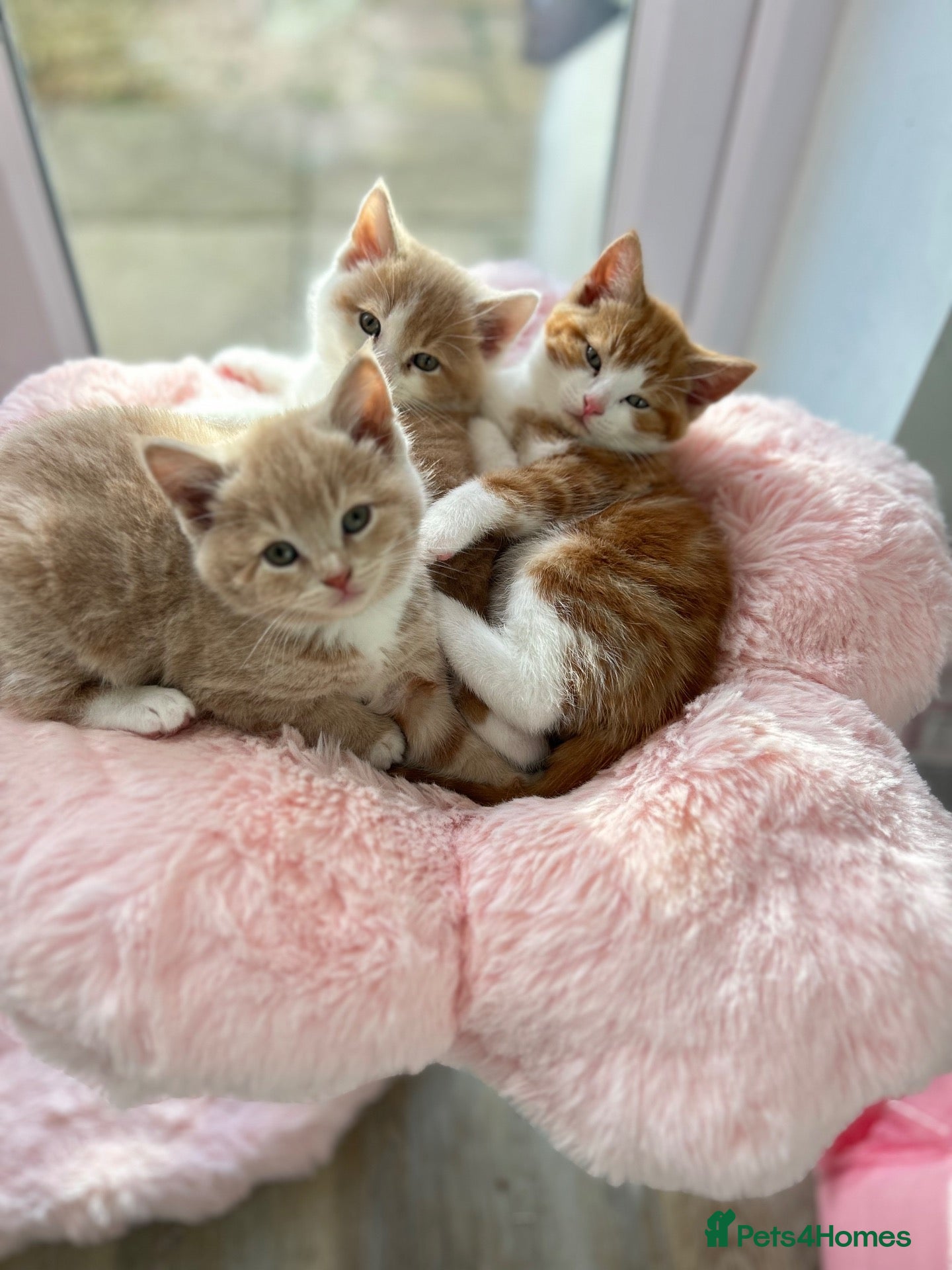 British Shorthair cats for sale: British Shorthair Ragdoll cross kittens  - Advert 2