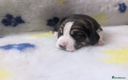 Beagle dogs for sale: Champion Show Line Beagle Puppies - Image 19