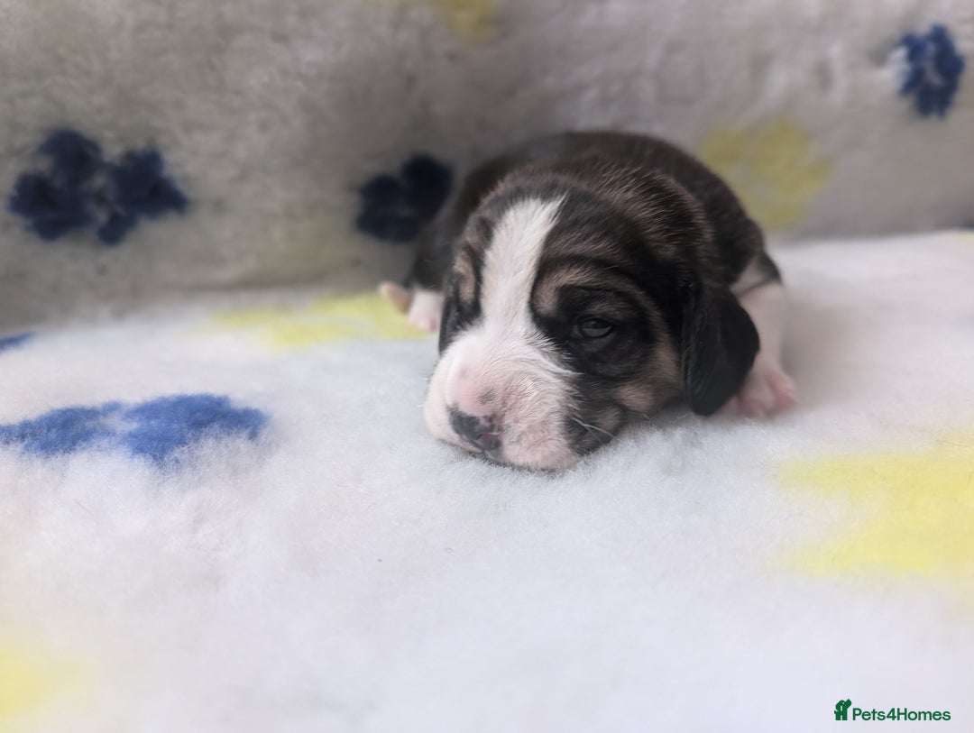 Beagle dogs for sale: Champion Show Line Beagle Puppies - Image 19
