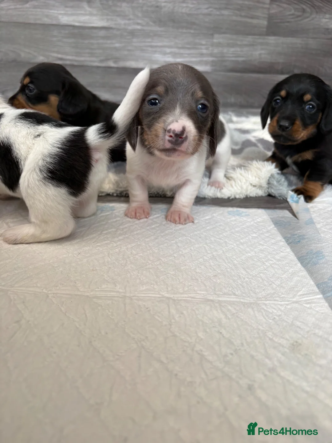Miniature Dachshund dogs for sale: Miniature Dachshund - Advert 2