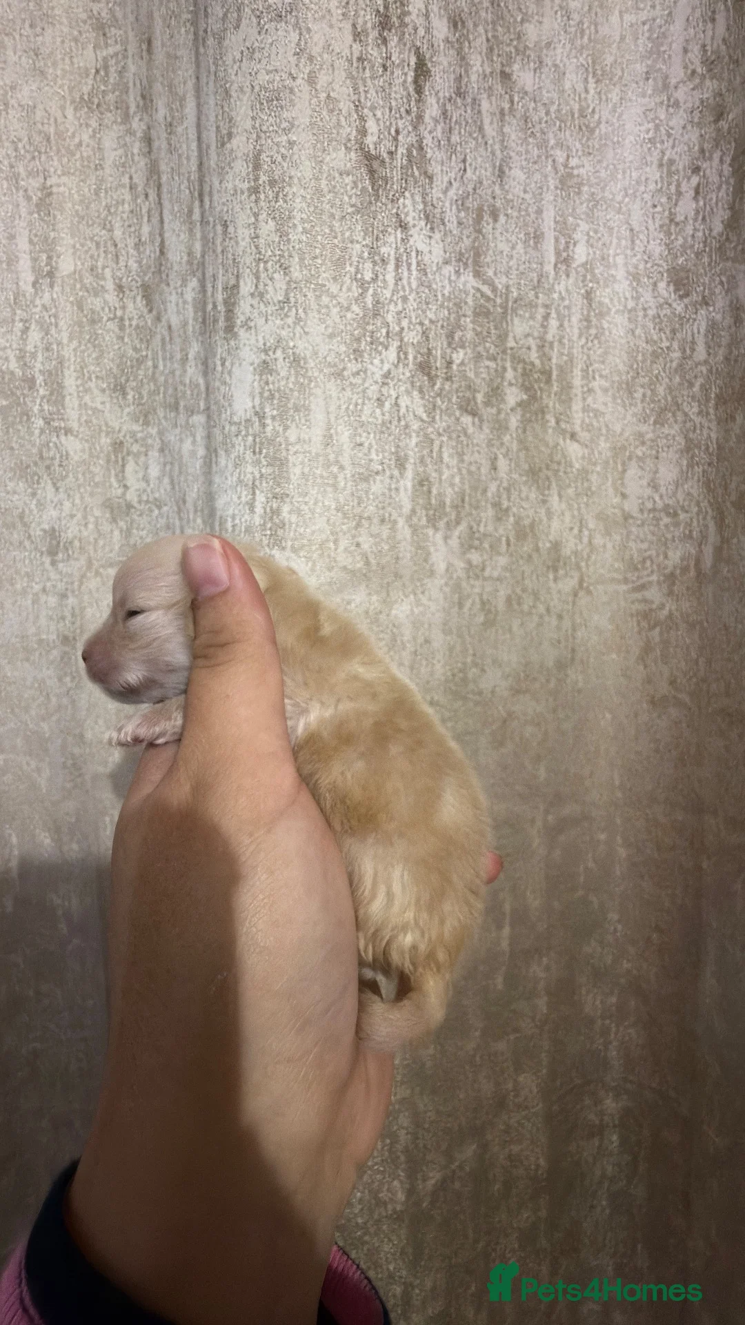 Pomeranian dogs for sale: Champion bloodline, kc reg Pomeranian pups  - Advert 10