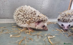 Pygmy Hedgehog rodents for sale: Baby African Pygmy hedgehogs  - Image 2
