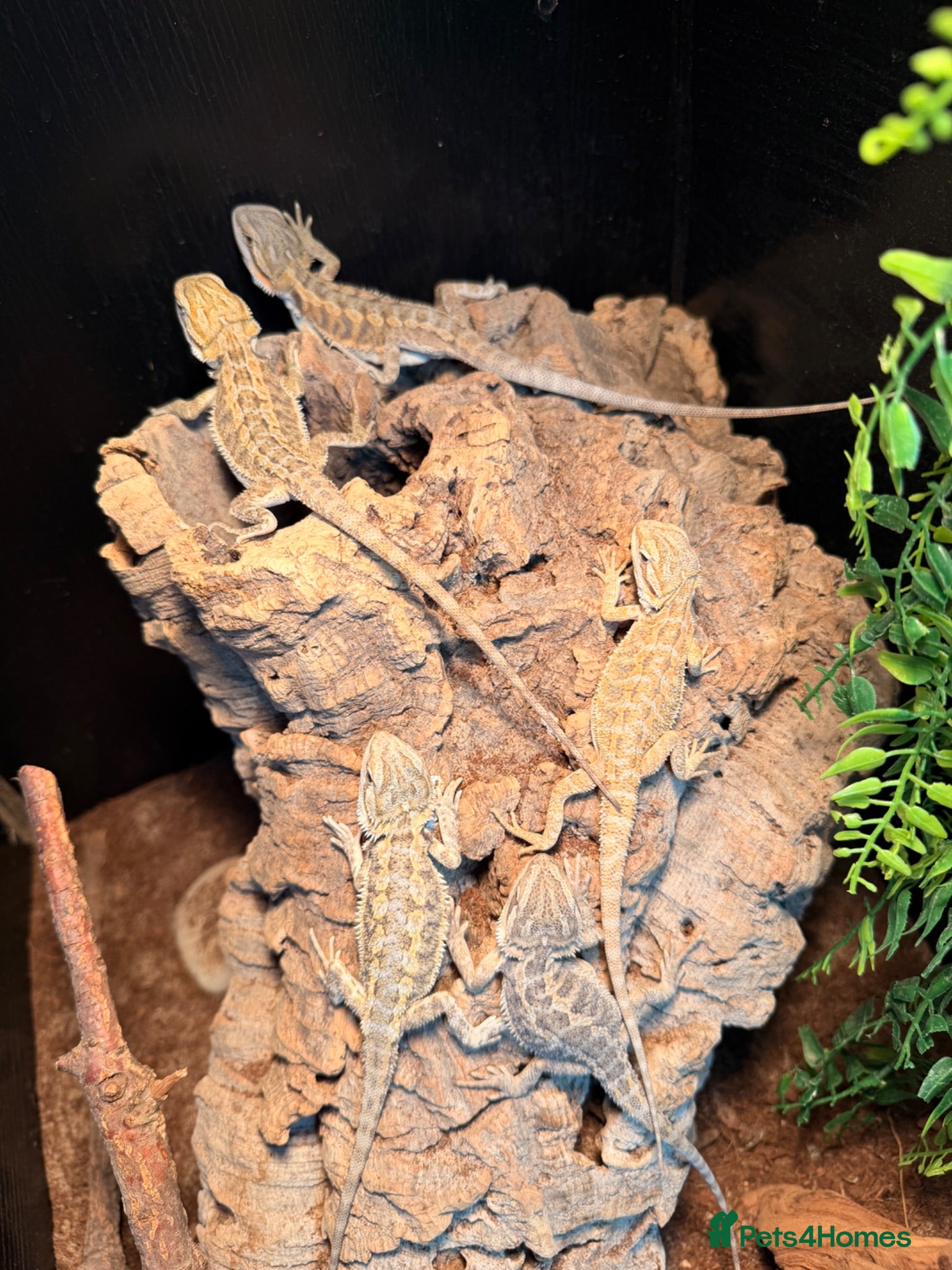 Bearded Dragon reptiles bearded dragons  - Advert 1