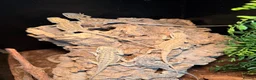 Bearded Dragon reptiles for sale: bearded dragons  - Advert 1