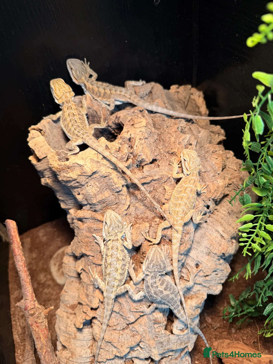Bearded Dragon reptiles for sale: bearded dragons  - Advert 1