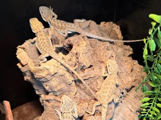 Bearded Dragon reptiles bearded dragons - Advert 1