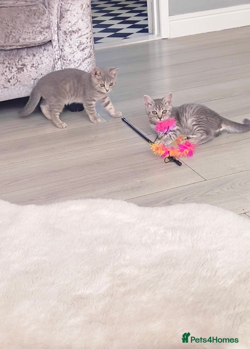 British Shorthair cats British shorthair tabby kittens  - Advert 13