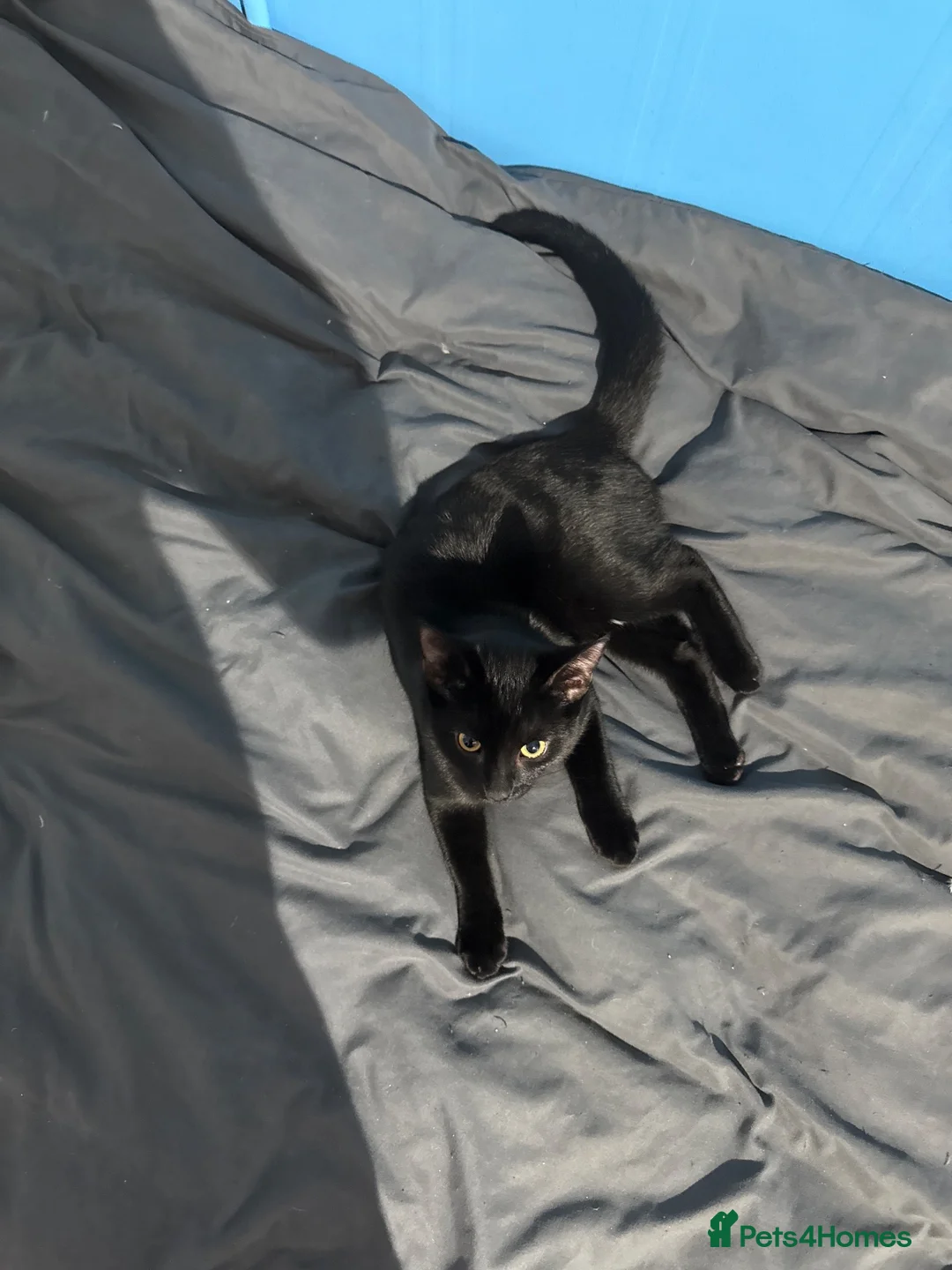 Mixed Breed cats for sale: This gentleman is available  in St Albans - Advert 4