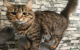 Domestic Shorthair cats for sale: Kittens for sale - Image 9