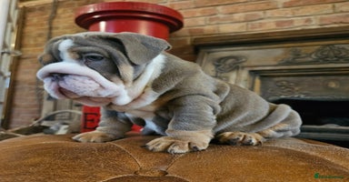 English Bulldog dogs - Advert 12