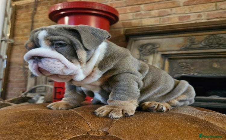 English Bulldog dogs - Advert 1
