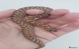 Snake reptiles for sale:  2025 Western Hognose babies  - Advert 3