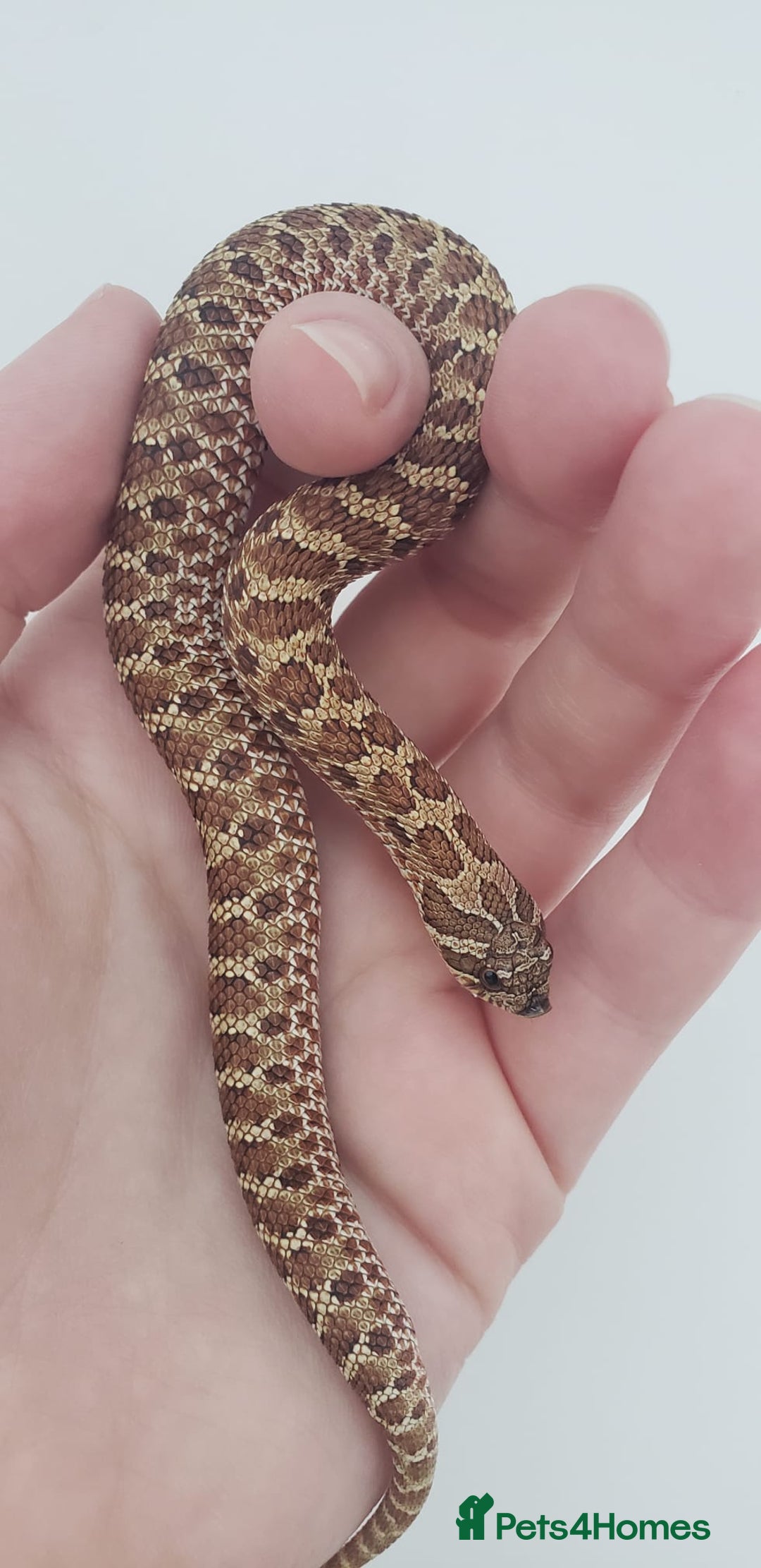 Snake reptiles for sale:  2025 Western Hognose babies  - Advert 3