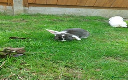 New Zealand rabbits for sale: Rabbits - Image 1