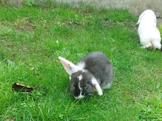 New Zealand rabbits - Advert 5