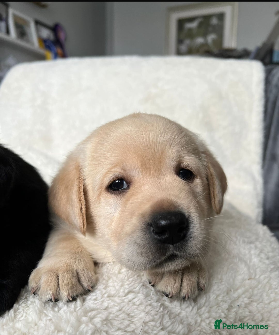 Labrador Retriever dogs for sale: Show Chunky Black & Yellow Labradors  - Advert 11