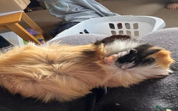 Guinea Pig rodents for sale: Male Guinea pigs for a good home  - Image 20