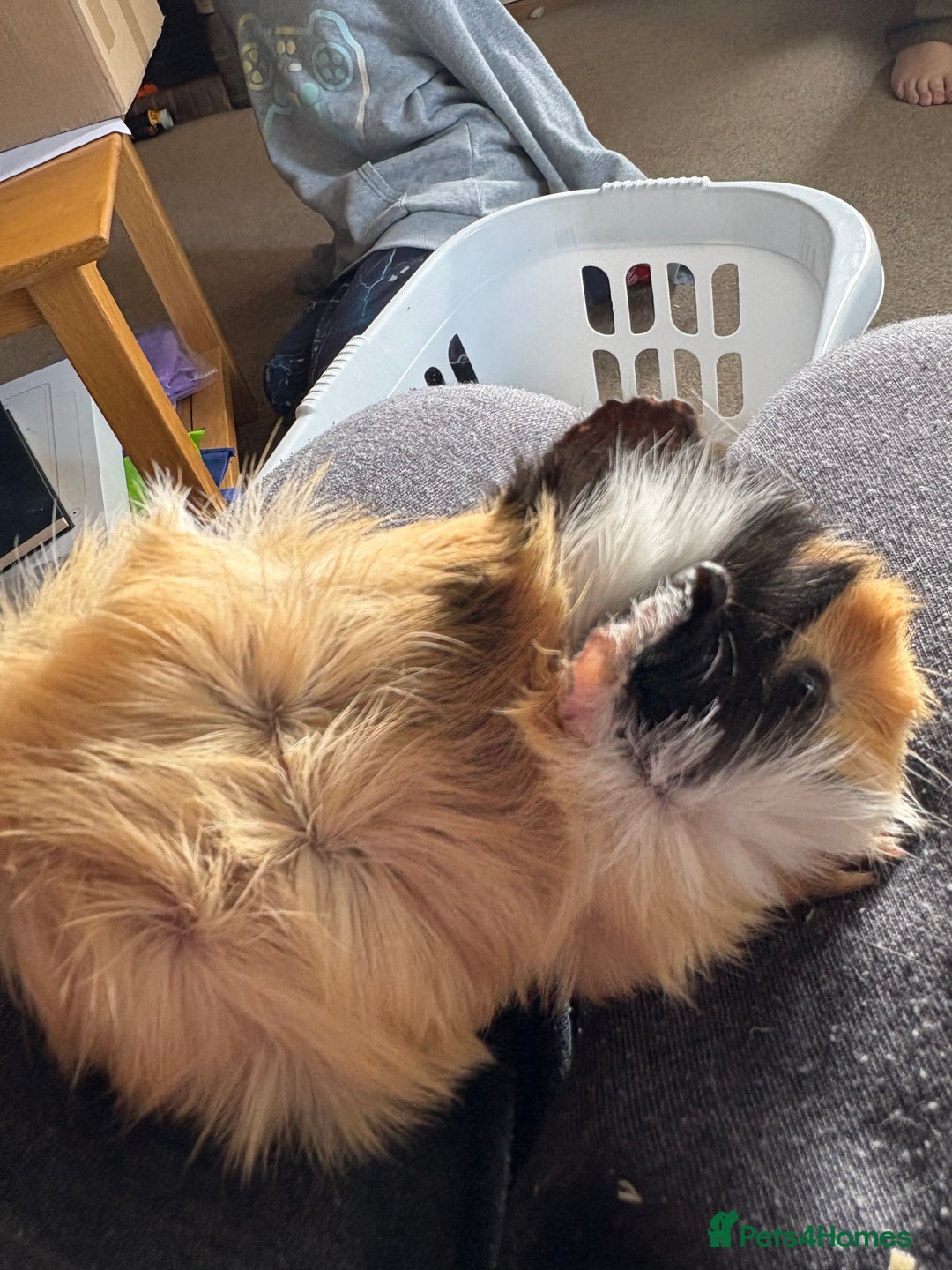 Guinea Pig rodents for sale: Male Guinea pigs for a good home  - Image 20