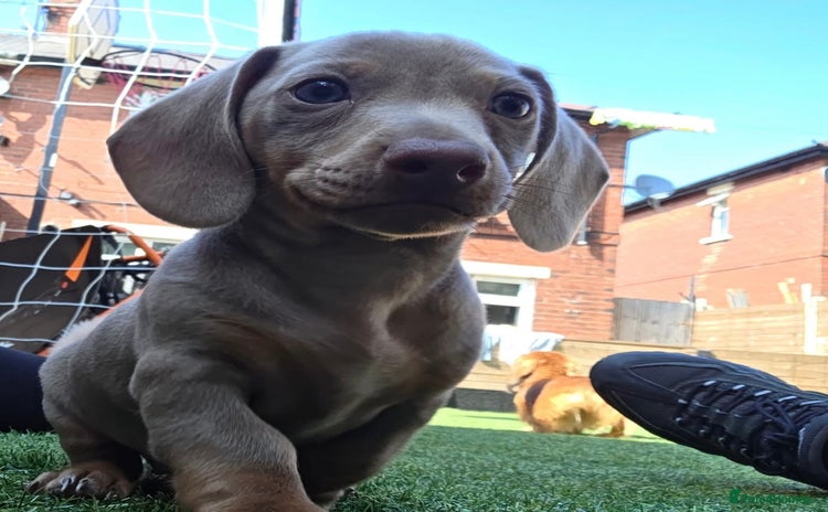 Dachshund dogs - Advert 11
