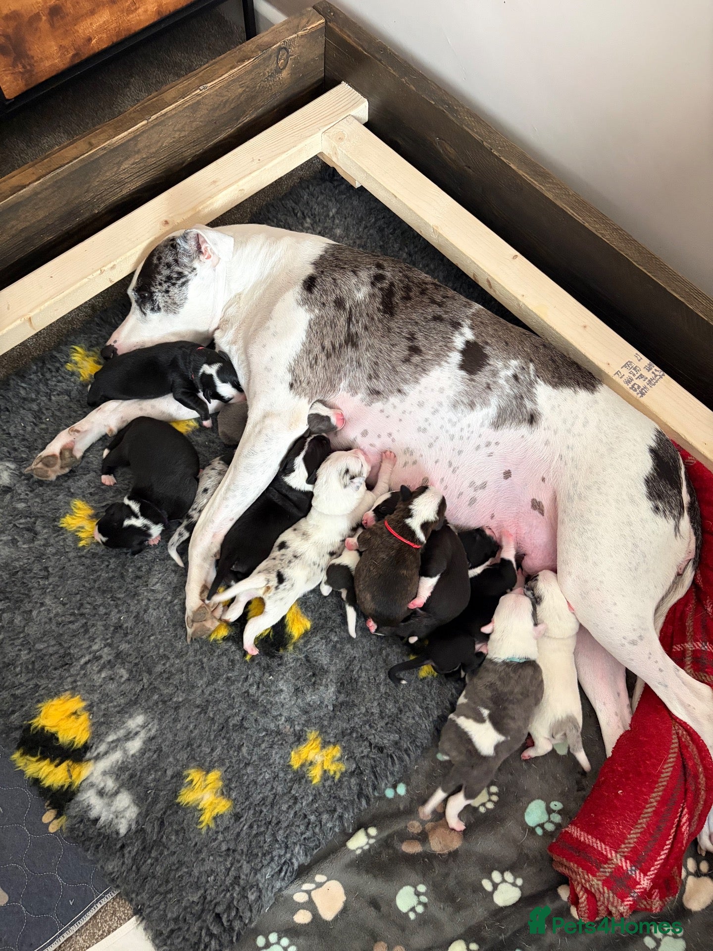 Mixed Breed dogs Beautiful bull/greyhound puppies  - Advert 1