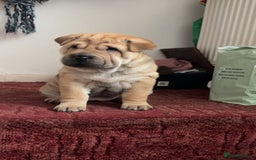 Shar Pei dogs for sale: Shar Pei puppy - Image 4