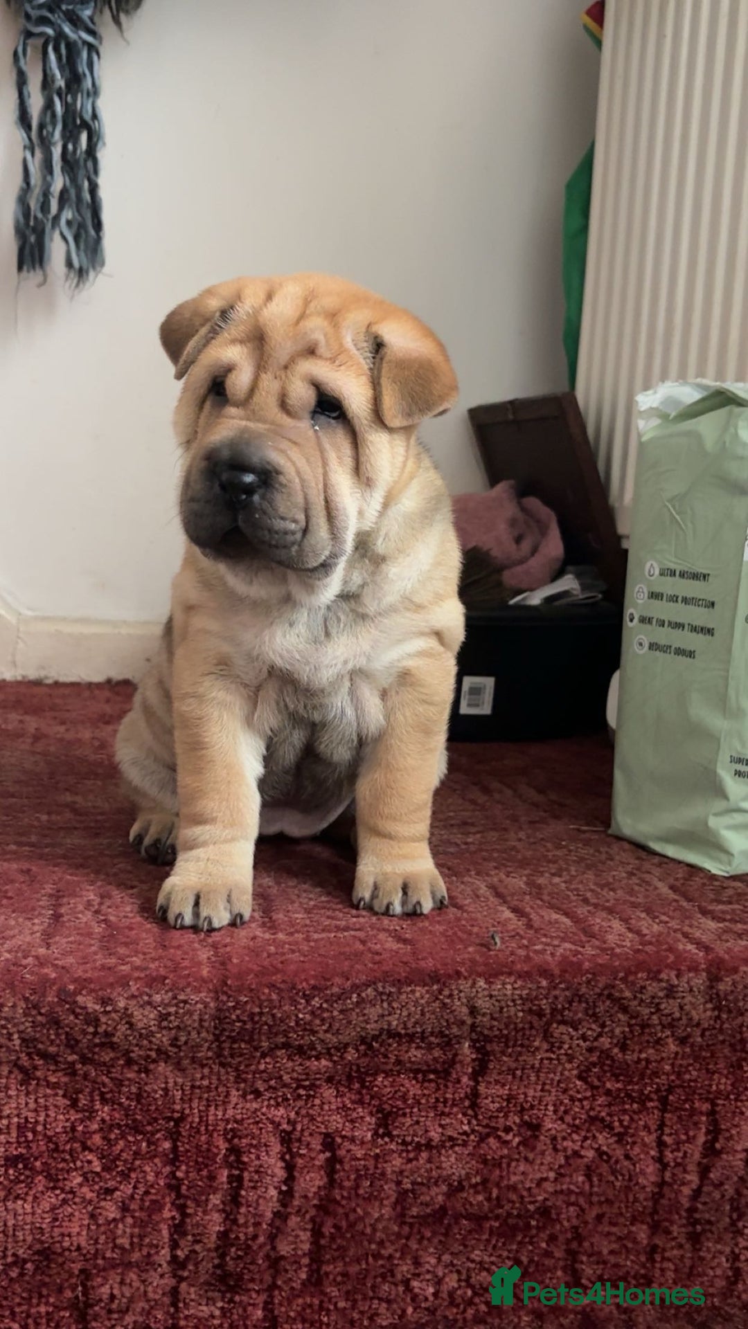 Shar Pei dogs for sale: Shar Pei puppy - Image 4