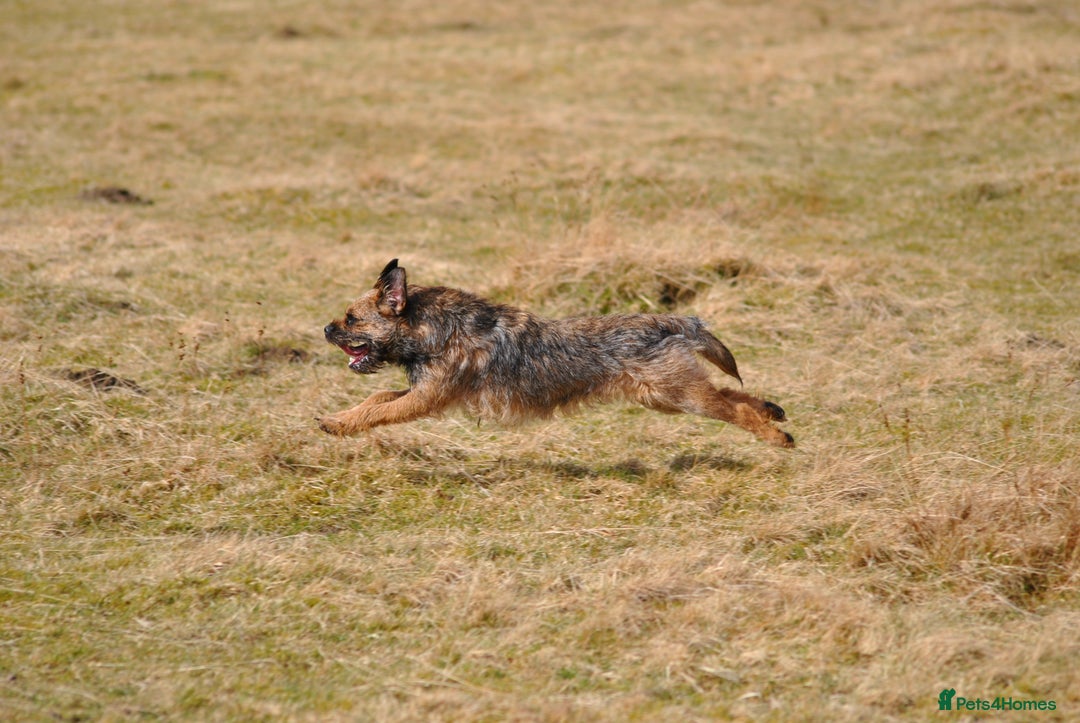 Border Terrier dogs for stud: SLEM Clear - KC Registered Stud Dog in Laurencekirk - Advert 2