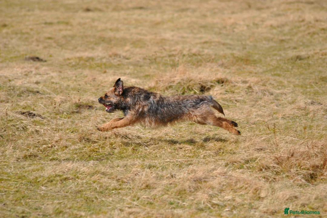Border Terrier dogs for stud: SLEM Clear - KC Registered Stud Dog in Laurencekirk - Advert 2