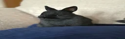 Netherland Dwarf rabbits for sale: Netherland Dwarf Baby Rabbits in Motherwell - Advert 6
