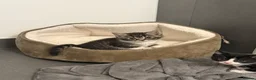 Mixed Breed cats for sale: Gorgeous Kittens Looking for  Homes 🐾 in Feltham - Advert 7