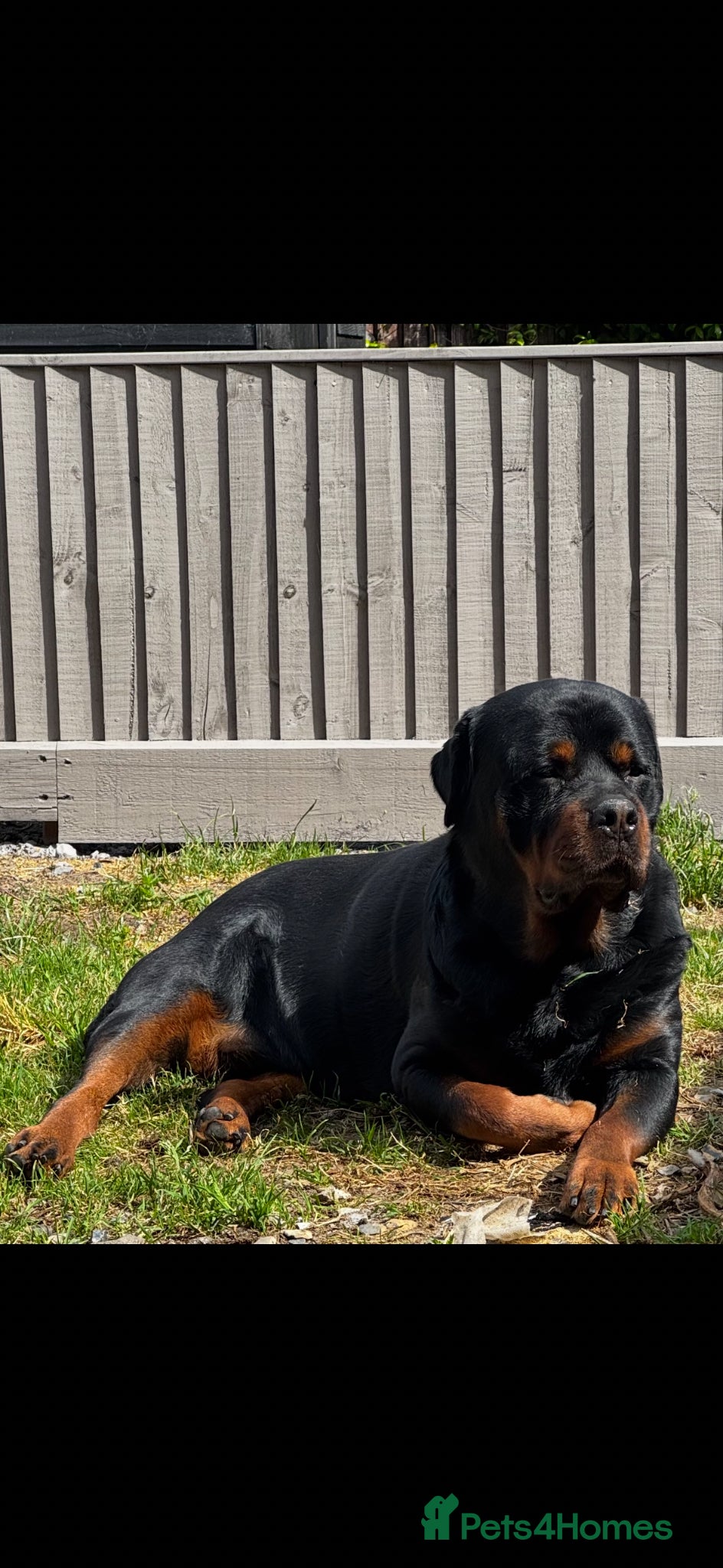Rottweiler dogs Rottweiller for stud  - Advert 3