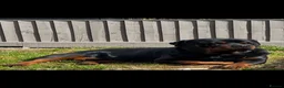 Rottweiler dogs for stud: Rottweiller for stud  in Bristol - Advert 1