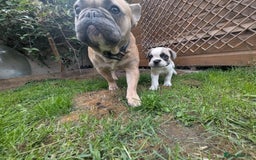 French Bulldog dogs for sale: REDUCED One Gorgeous Boy Frenchie left🐾 - Image 5