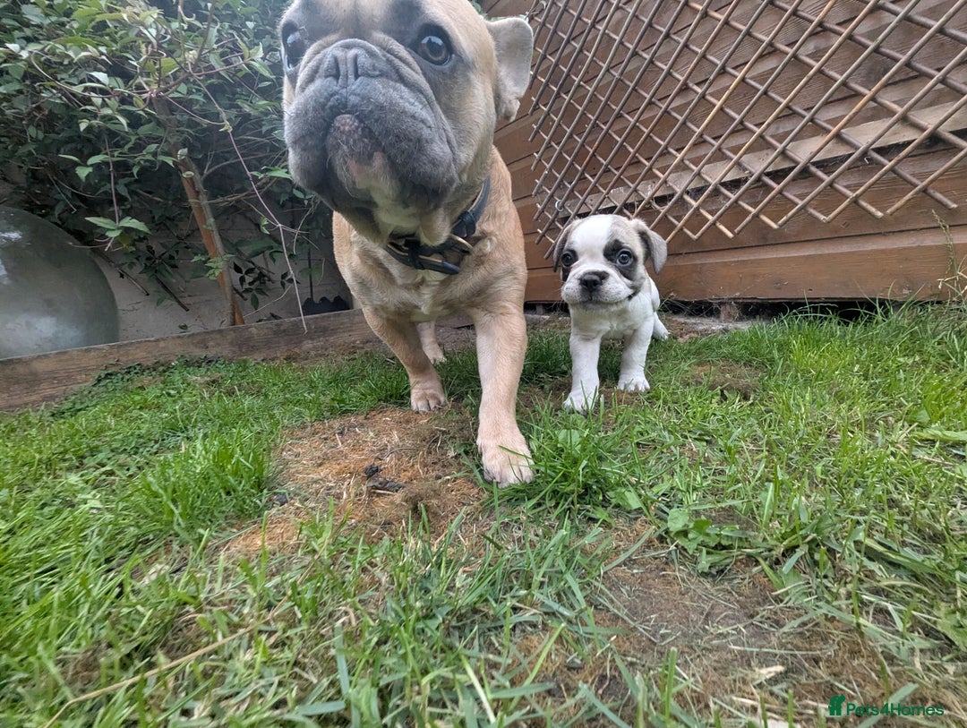 French Bulldog dogs for sale: REDUCED One Gorgeous Boy Frenchie left🐾 - Image 5