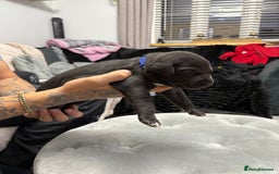 Whippet dogs for sale: 3 beautiful male whippets - Advert 6