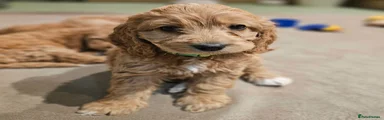 Cockapoo Puppy 3  :  Melanie